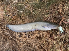 ナマズの釣果