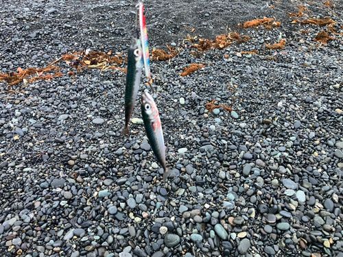 サバの釣果