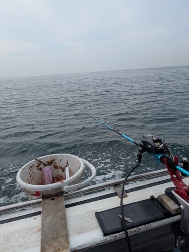 イサキの釣果
