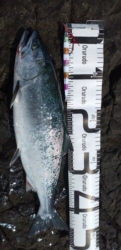 サクラマスの釣果