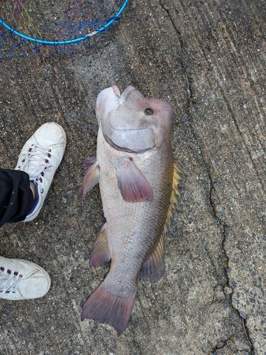 コブダイの釣果