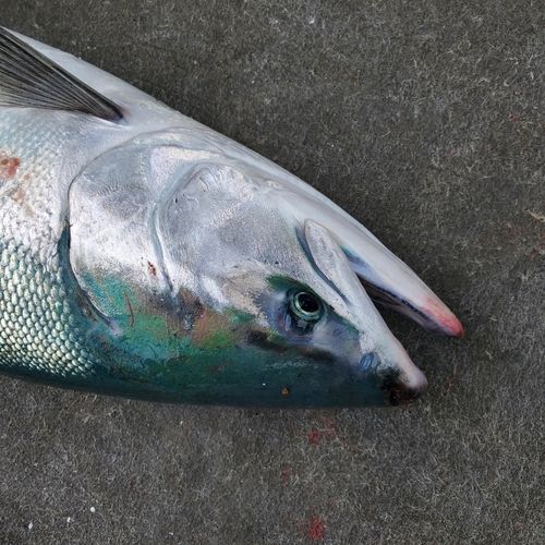 トキシラズの釣果