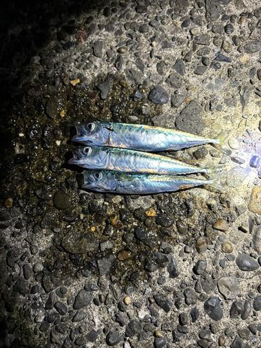 サバの釣果