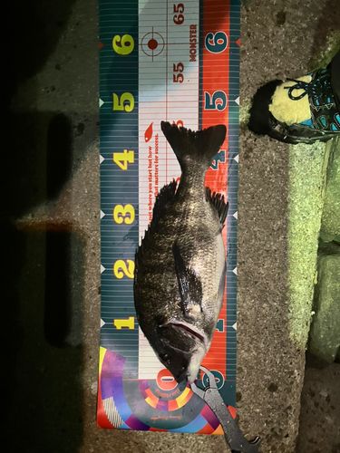 クロダイの釣果