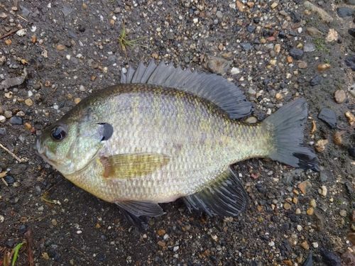 ブルーギルの釣果