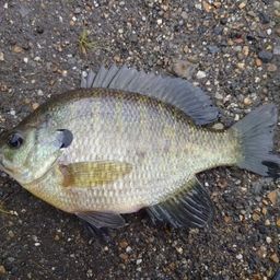 ブルーギル