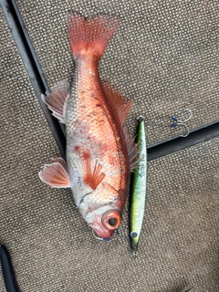 アカムツの釣果