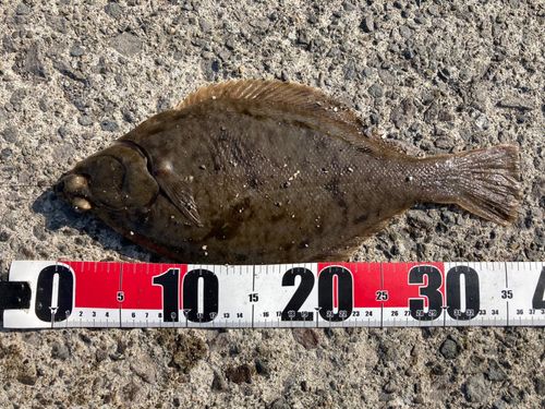 マガレイの釣果