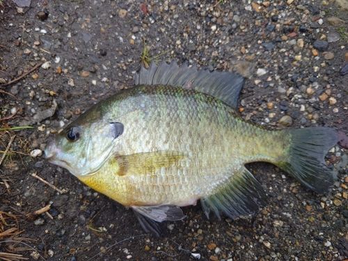 ブルーギルの釣果