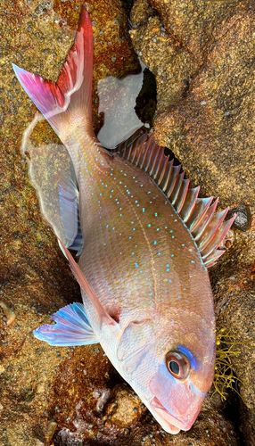 アラカブの釣果
