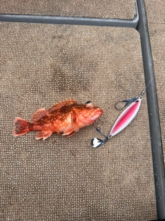 ウッカリカサゴの釣果