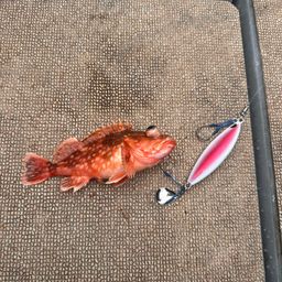 ウッカリカサゴ