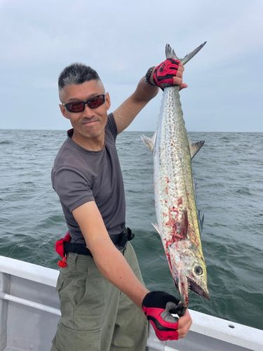サワラの釣果