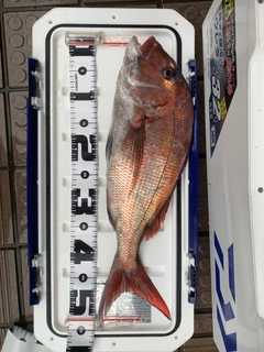 マダイの釣果