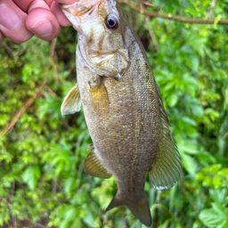 スモールマウスバス