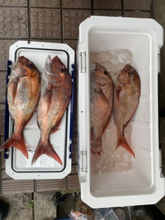 マダイの釣果