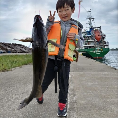 アイナメの釣果