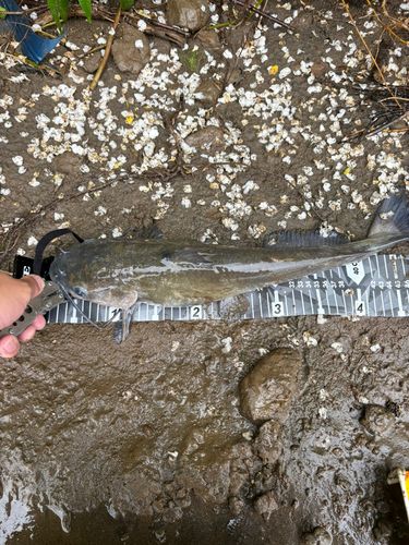 アメリカンキャットフィッシュの釣果