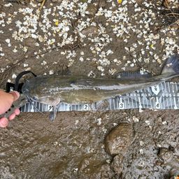 アメリカンキャットフィッシュ