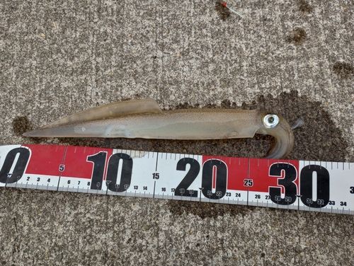 ヤリイカの釣果