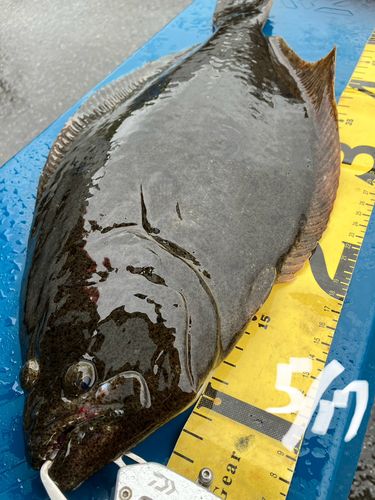 ヒラメの釣果