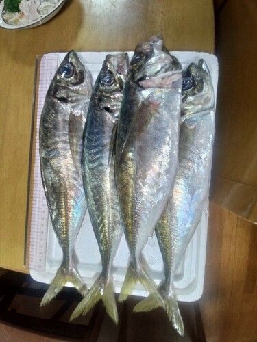 アジの釣果