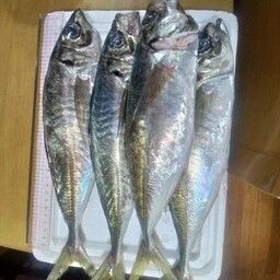 アジ