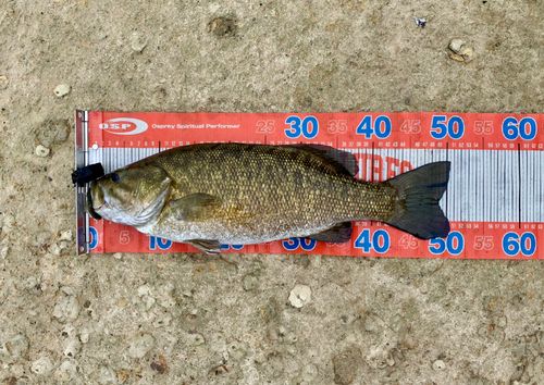 スモールマウスバス