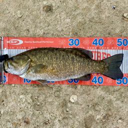 スモールマウスバス