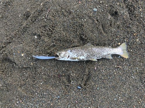 アメマスの釣果