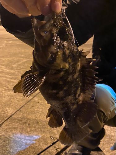 オウゴンムラソイの釣果