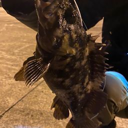 オウゴンムラソイ