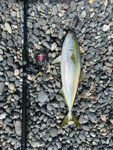 ヒラマサの釣果