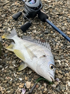 キビレの釣果