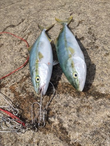 フクラギの釣果