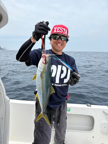 ヒラマサの釣果