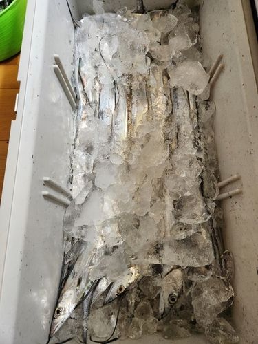 タチウオの釣果