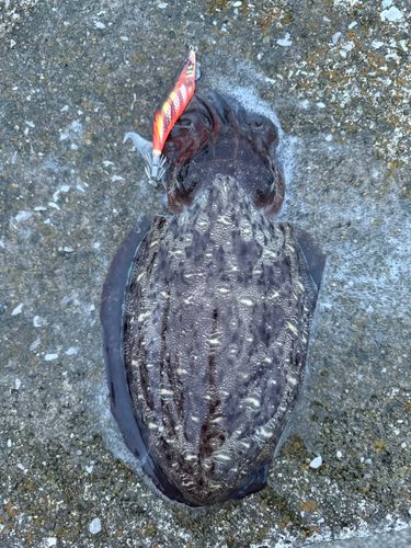 モンゴウイカの釣果
