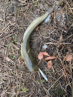 ナマズの釣果