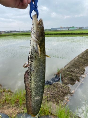 ナマズの釣果
