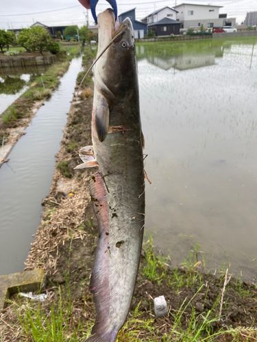 ナマズの釣果