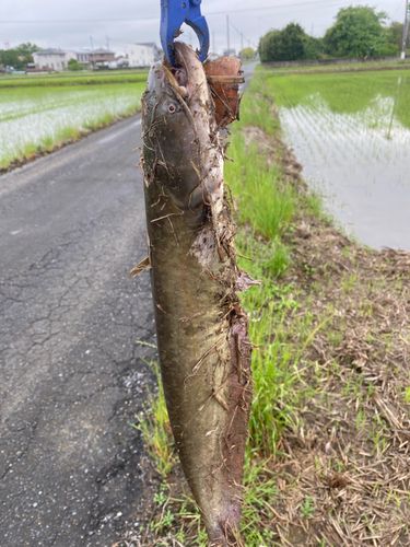 ナマズの釣果