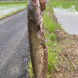 ナマズ