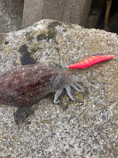 コウイカの釣果