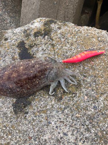 コウイカの釣果