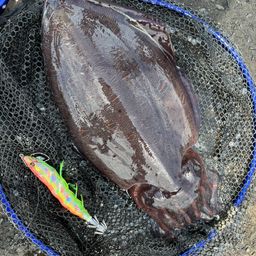 モンゴウイカ