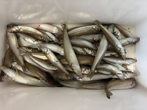 シロギスの釣果