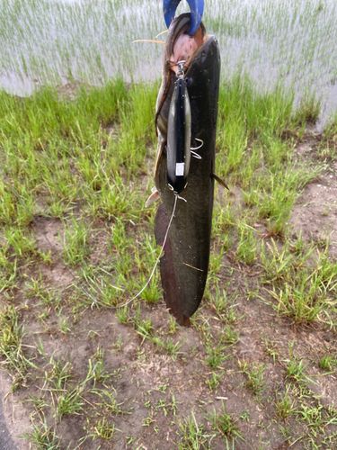 ナマズの釣果