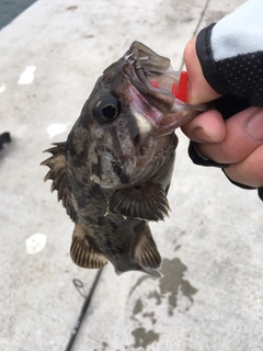 クロソイの釣果