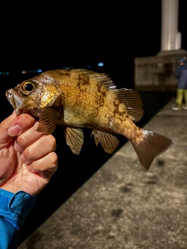 メバルの釣果